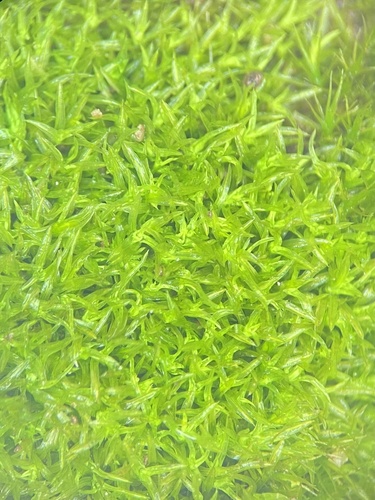 Barbula unguiculata (Bird's-Claw Beard-Moss)