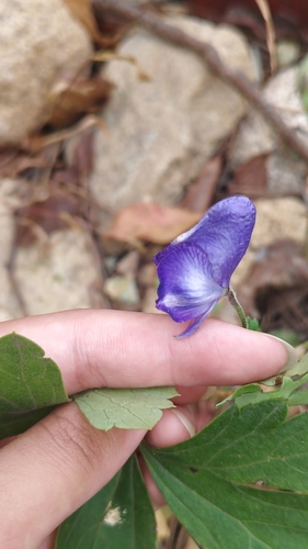 Aconitum carmichaelii (Azure Monkshood) (alternate view 4)