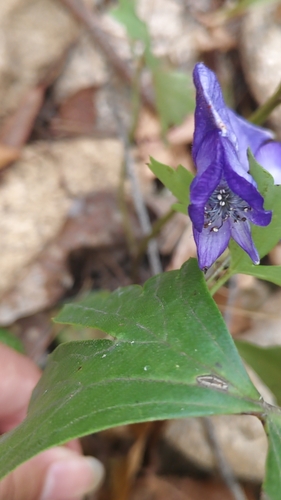 Aconitum carmichaelii (Azure Monkshood) (alternate view 5)