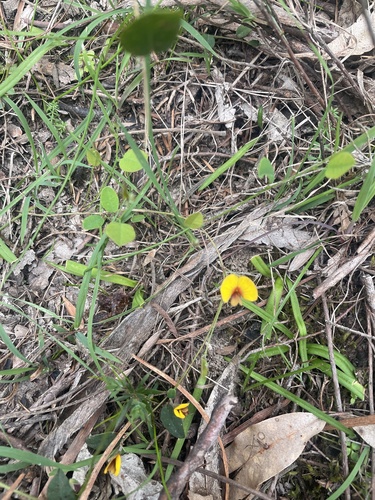 Bossiaea prostrata (creeping bossiaea) (alternate view 2)