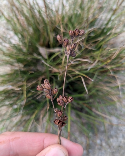 Juncus squarrosus (heath rush)