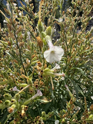 Nicotiana (tobaccos) (alternate view 4)