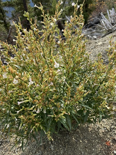 Nicotiana (tobaccos) (alternate view 5)