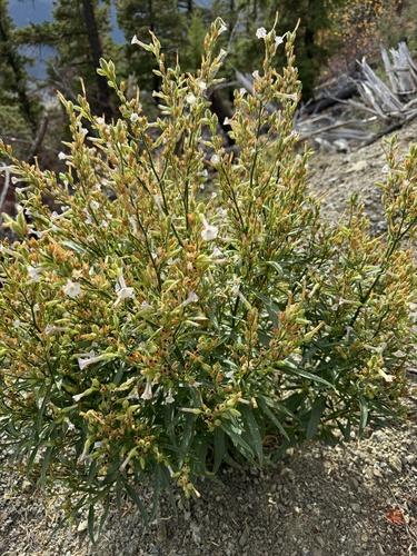 Nicotiana (tobaccos) (alternate view 6)