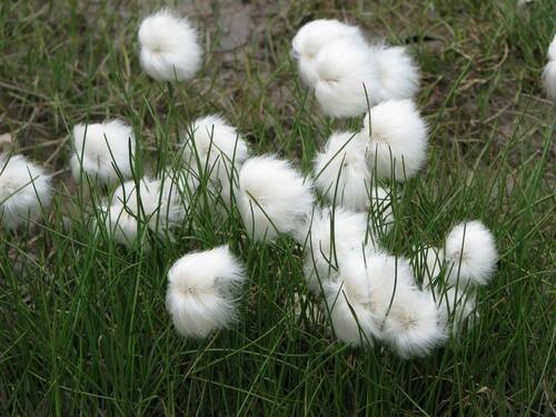 Eriophorum (Cottongrasses) (alternate view 9)