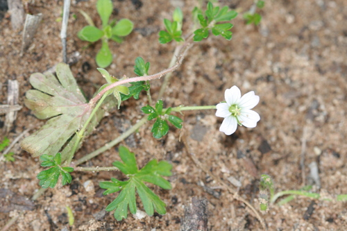 Geranium potentilloides (cinquefoil geranium)