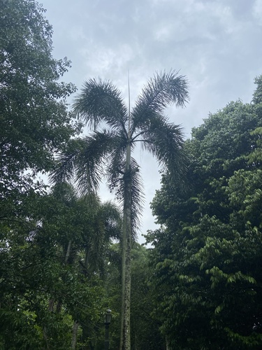 Wodyetia bifurcata (Foxtail Palm Tree) (alternate view 9)
