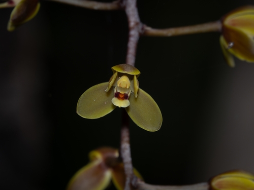 Cymbidium madidum (Arrowroot Orchid) (alternate view 4)