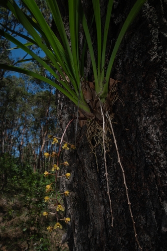 Cymbidium madidum (Arrowroot Orchid) (alternate view 5)