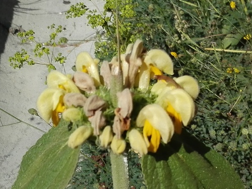 Phlomis russeliana (Jerusalem sage) (alternate view 4)