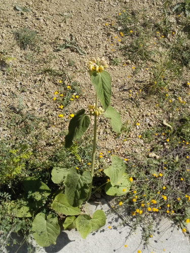 Phlomis russeliana (Jerusalem sage) (alternate view 5)