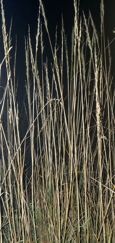 Andropogon gerardi (big bluestem)