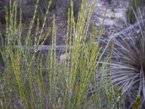 Hysterobaeckea behrii (Broom Baeckea) (alternate view 5)