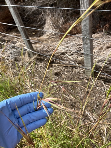 Themeda triandra (Kangaroo Grass) (alternate view 5)