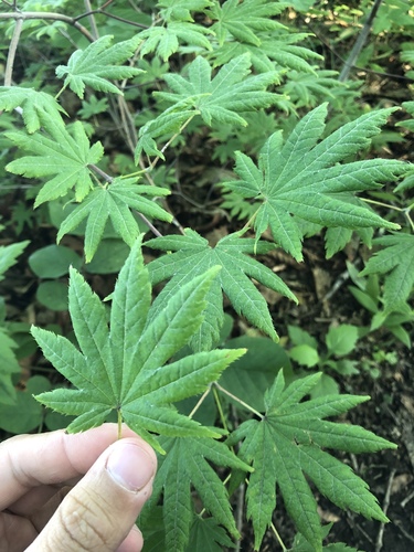 Acer pseudosieboldianum (Korean Maple) (alternate view 3)