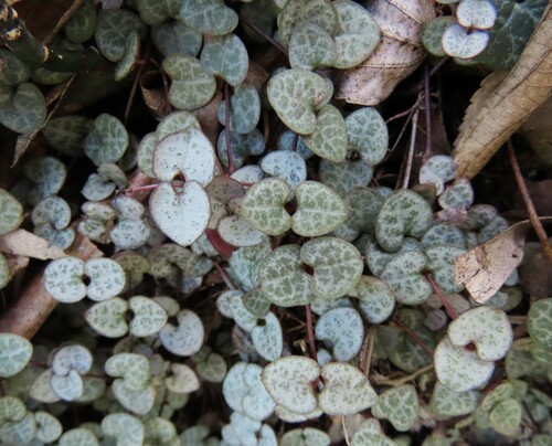 Ceropegia woodii (String of Hearts)