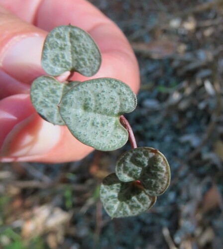 Ceropegia woodii (String of Hearts)