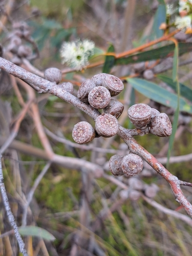 Eucalyptus diversifolia (Coastal Mallee) (alternate view 6)