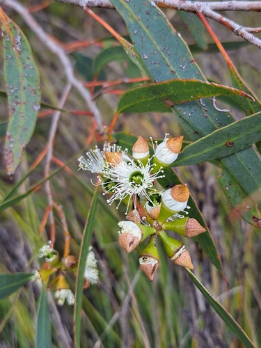 Eucalyptus diversifolia (Coastal Mallee) (alternate view 7)