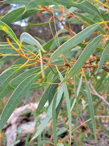 Eucalyptus diversifolia (Coastal Mallee) (alternate view 8)