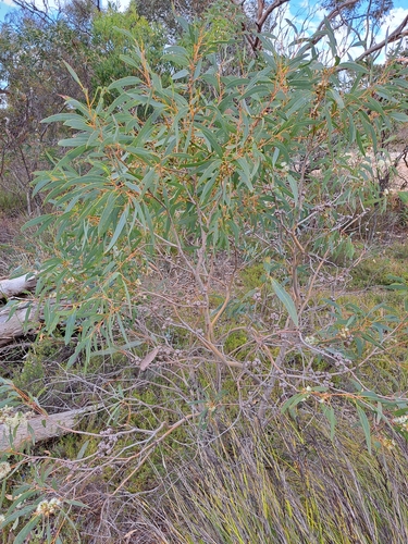 Eucalyptus diversifolia (Coastal Mallee) (alternate view 9)