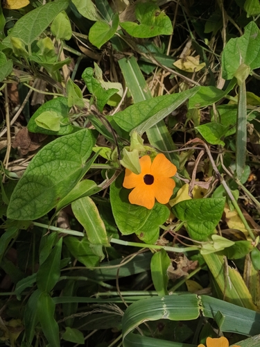 Thunbergia alata (black-eyed Susan vine)