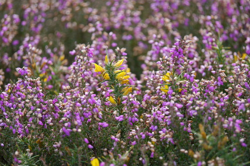 Ulex gallii (Western Gorse)