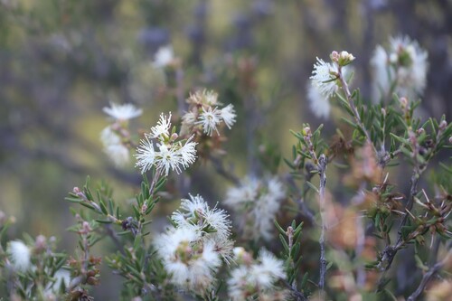 Melaleuca lanceolata (Moonah) (alternate view 5)
