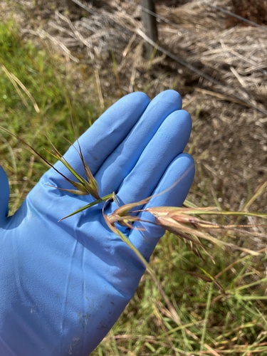 Themeda triandra (Kangaroo Grass) (alternate view 6)