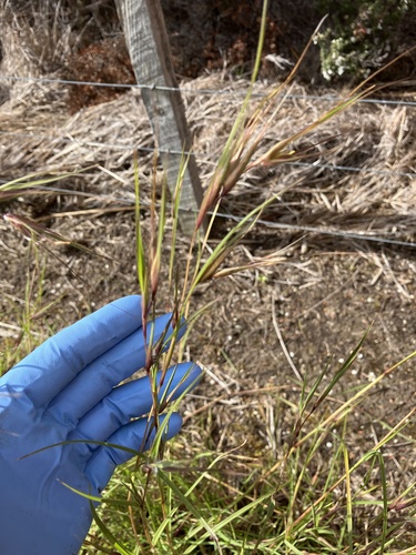 Themeda triandra (Kangaroo Grass) (alternate view 7)