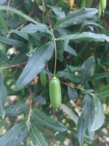 Billardiera mutabilis (Common Apple-berry) (alternate view 4)