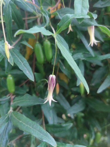 Billardiera mutabilis (Common Apple-berry) (alternate view 5)