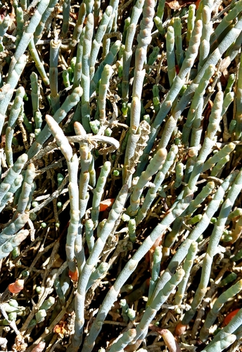 Salicornia quinqueflora (Beaded Samphire) (alternate view 7)
