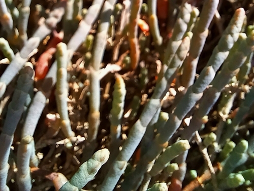Salicornia quinqueflora (Beaded Samphire) (alternate view 8)