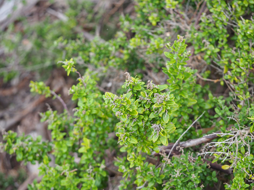 Rhagodia candolleana (Seaberry Saltbush)