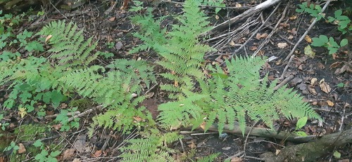 Athyrium angustum (northern lady fern)