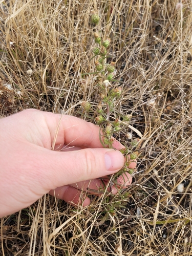 Dittrichia graveolens (Stinkwort)
