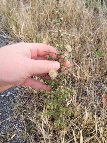 Dittrichia graveolens (Stinkwort) (alternate view 2)