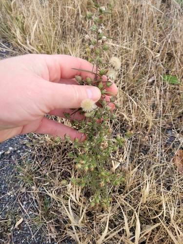 Dittrichia graveolens (Stinkwort) (alternate view 3)