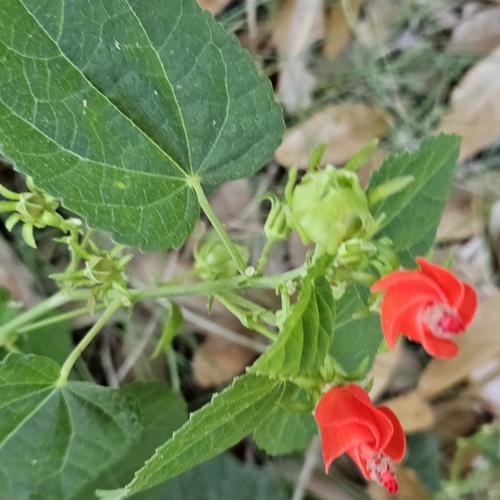 Malvaviscus arboreus (Turk's cap)