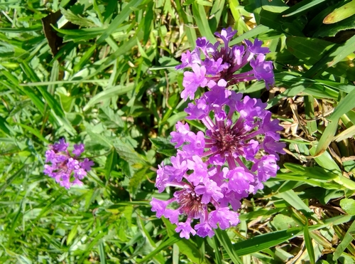 Verbena rigida (Rigid Verbena)