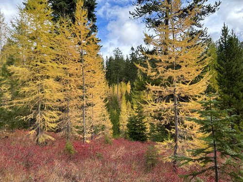 Larix occidentalis (Western Larch) (alternate view 5)