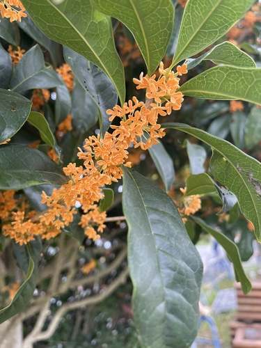 Osmanthus fragrans var. aurantiacus (Orange-Flowered Tea Olive) (alternate view 2)
