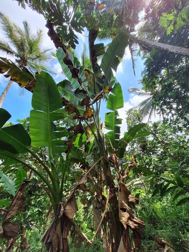 Musa textilis (abacá, Manila hemp)