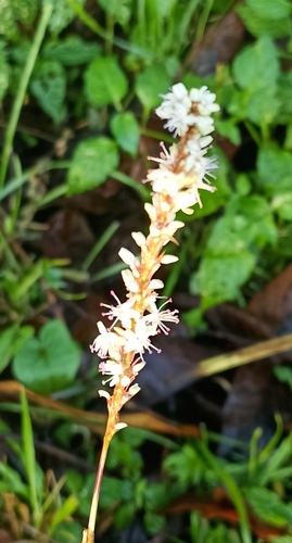 Bistorta amplexicaulis (red bistort)