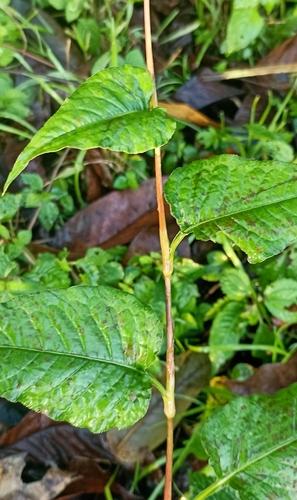 Bistorta amplexicaulis (red bistort)