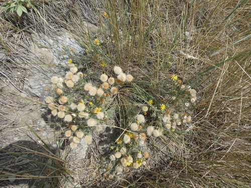 Xanthisma spinulosum (Spiny Goldenweed) (alternate view 3)