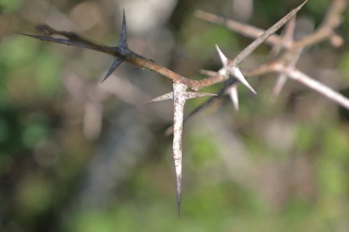 Gleditsia triacanthos (honey locust)