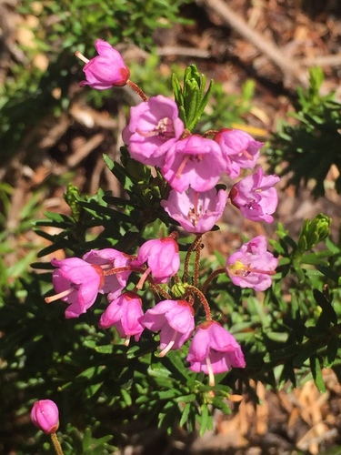 Phyllodoce empetriformis (pink mountainheath) (alternate view 2)