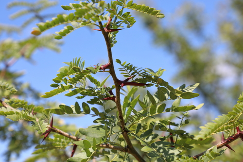 Gleditsia triacanthos (honey locust) (alternate view 2)